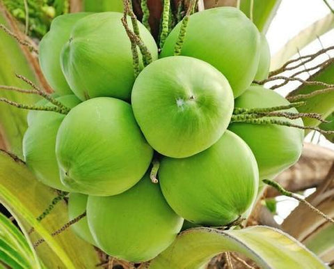 Coconuts Palm