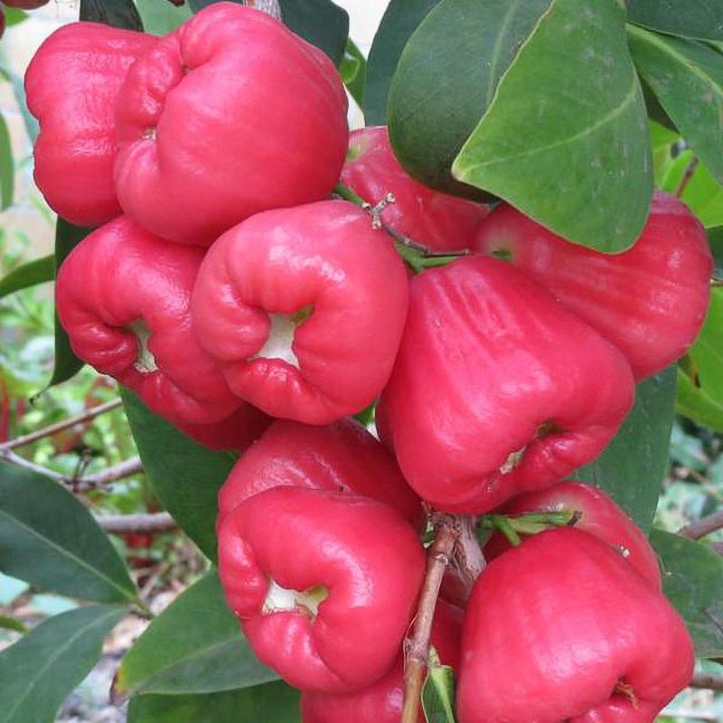 Red Wax Jambu Tree 2-3 feet tall, For Sale from Florida