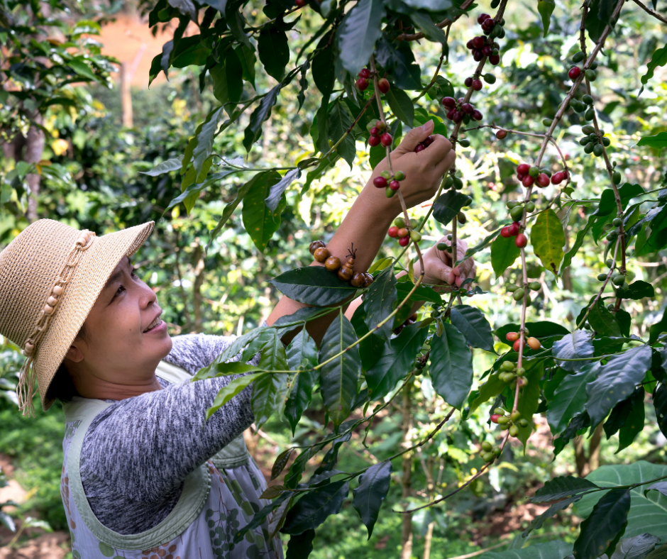Woman picking coffee cherries