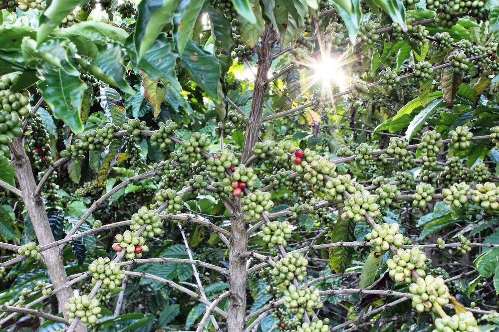 A coffee plant 