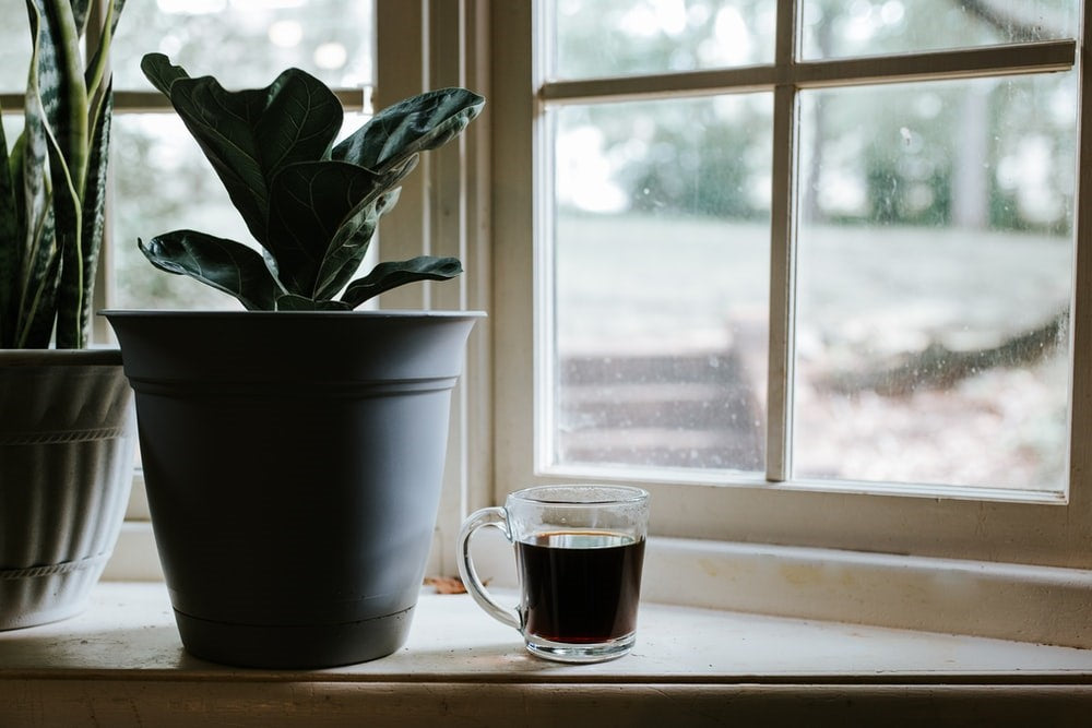 coffee cup next to a plant
