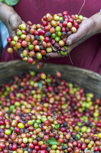 coffee cherries being sorted