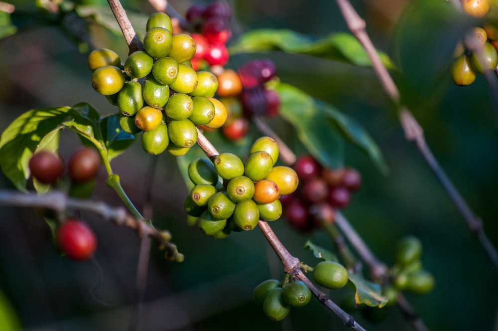 A coffee bean plant