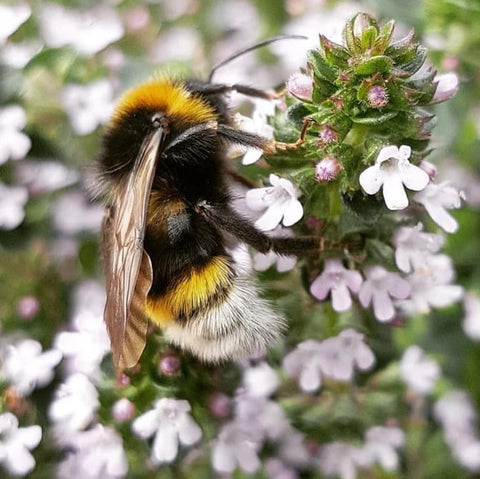 Bumble bee on lemon thyme