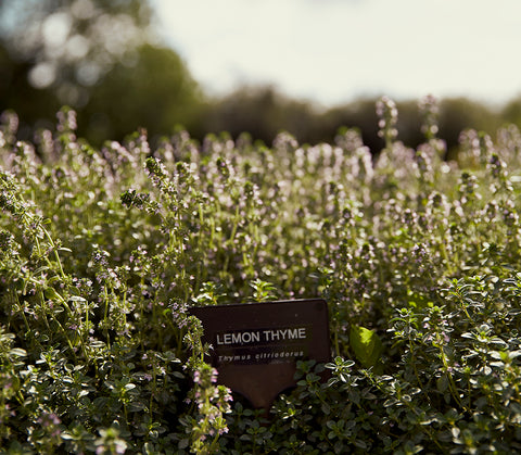 Lemon Thyme