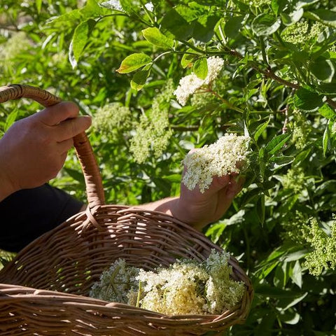 Warner's Elderflower Harvest