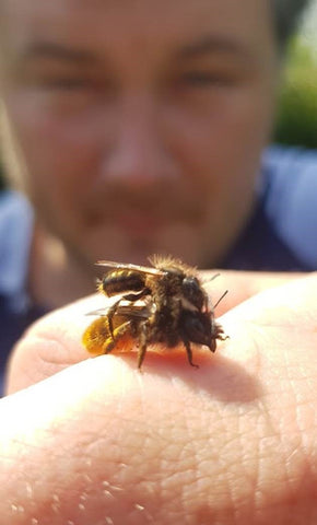 Bee