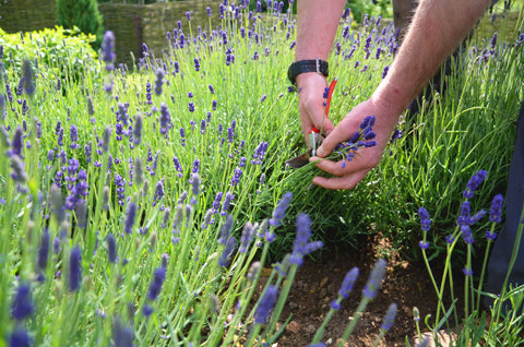 Picking lavender