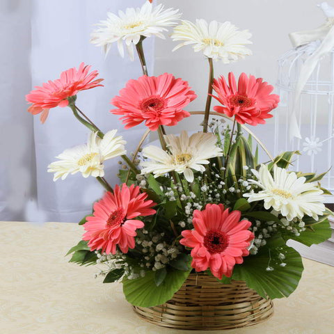 Gerberas Flowers Basket Online