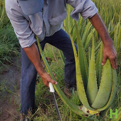 Harvesting an aloe vera plant for the HydroHair product line
