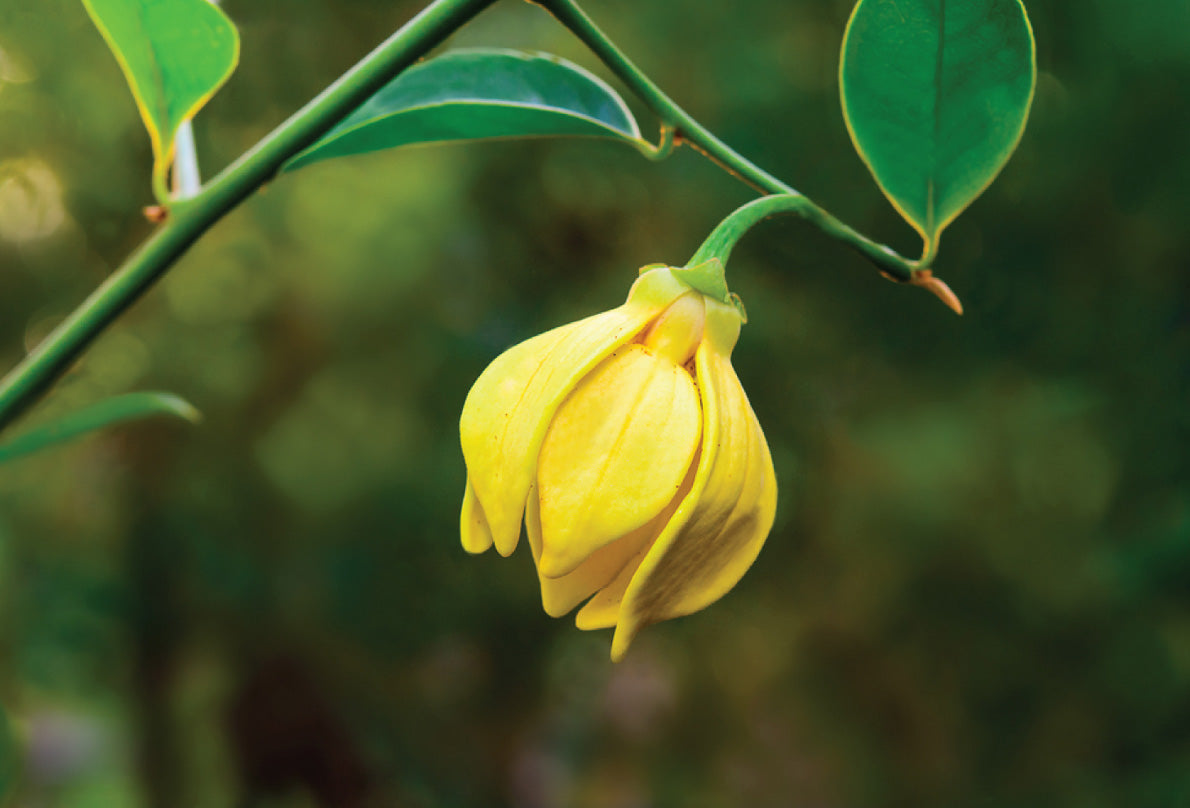 Ylang Ylang - Benefits And Uses - HYSSES