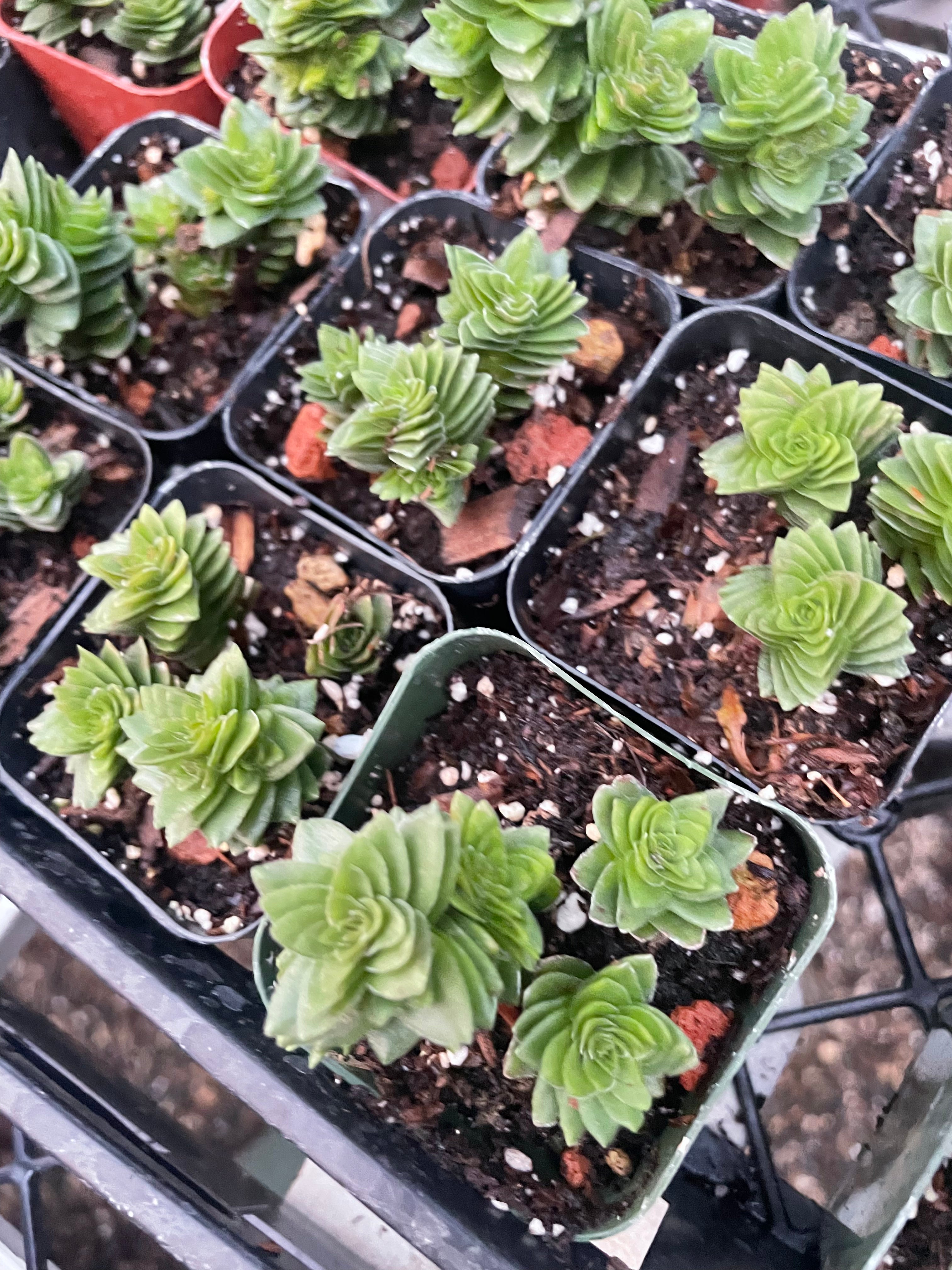 Crassula Spiralis
