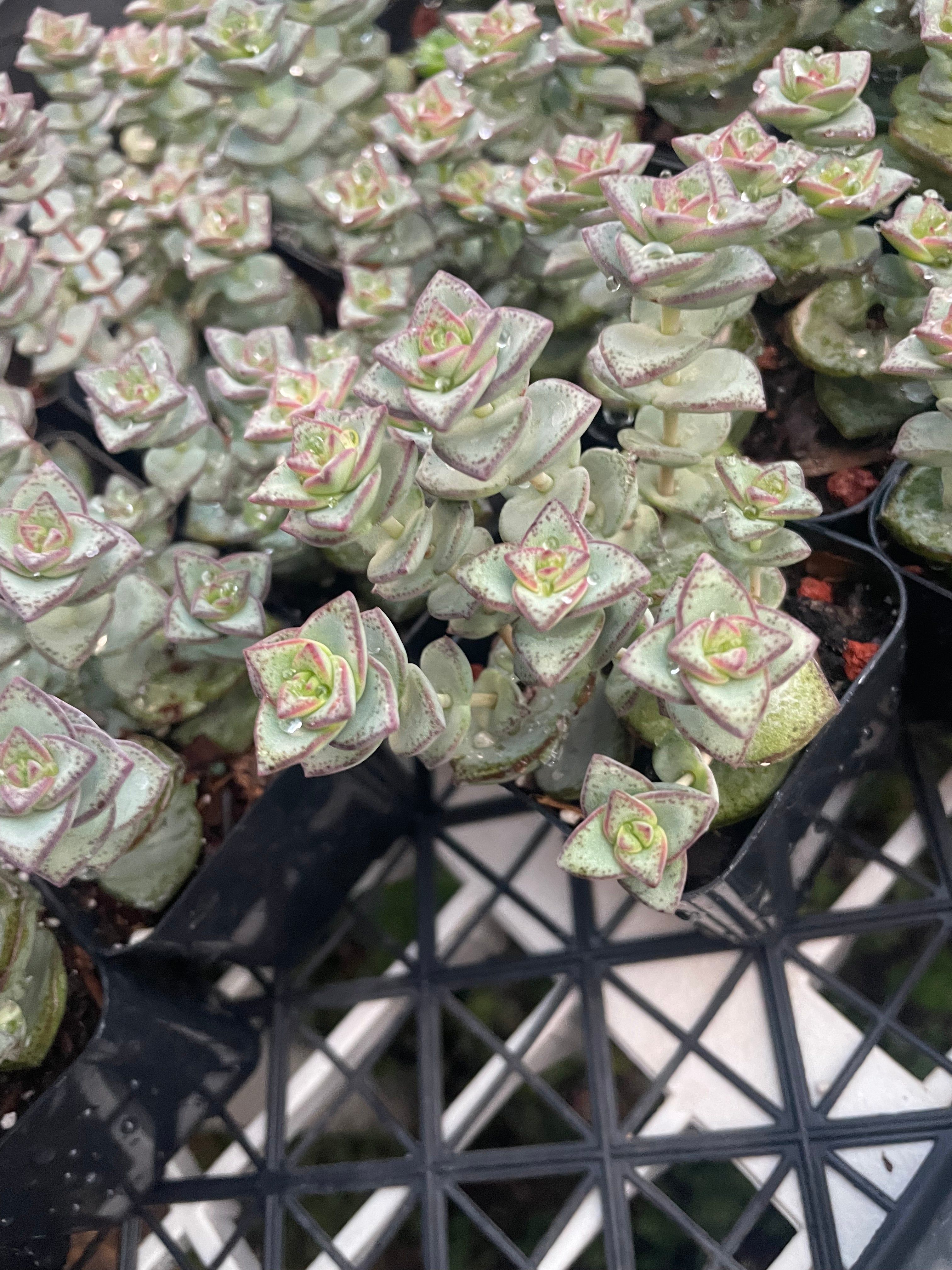 Crassula Commutata