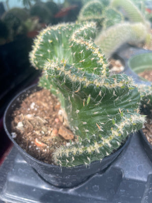 Optunia Cristata- crested cactus - Natures Planters.—-Varigated String of Hearts 