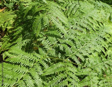 adobe_stock_woodland_fern_image_natural_ferns