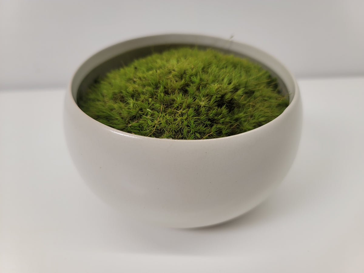 Autumn Embrace Moss Bowl Centerpiece – Moss Acres