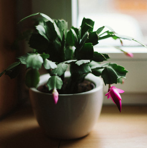 best-low-maintenance-plants-christmas-cactus