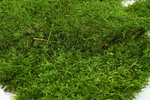 flat_moss_spring_sheet_image_