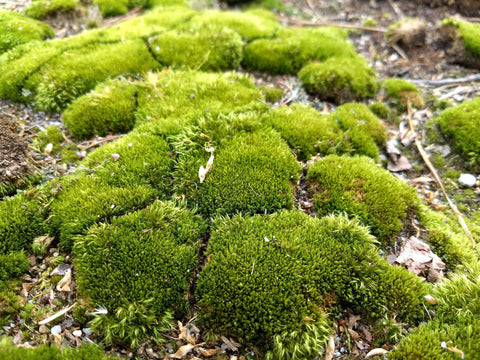 natural_moss_bun_moss_in_dirt