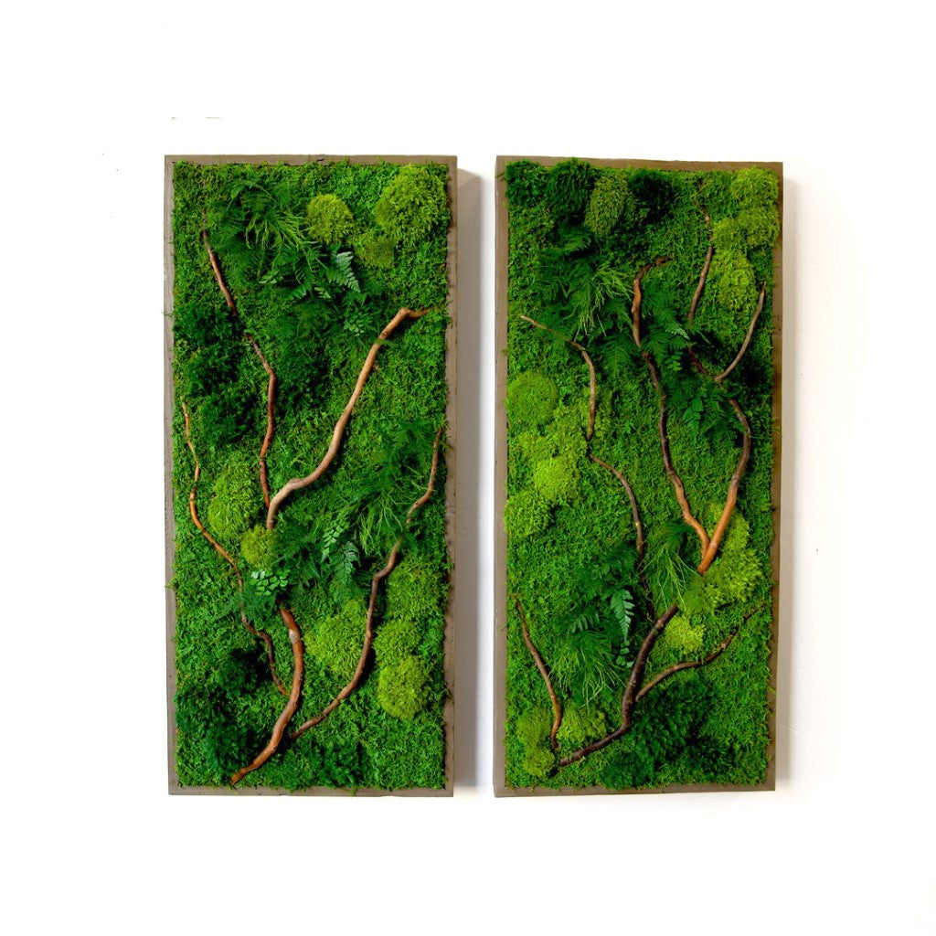 Moss Art with Curly Vine Branch 40in X 18in