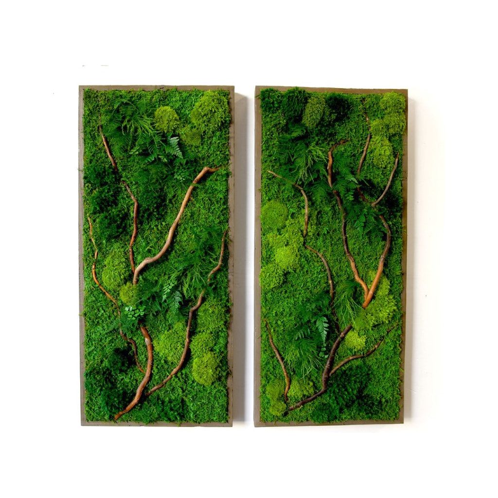 Moss Art with Curly Vine Branch 40in X 18in