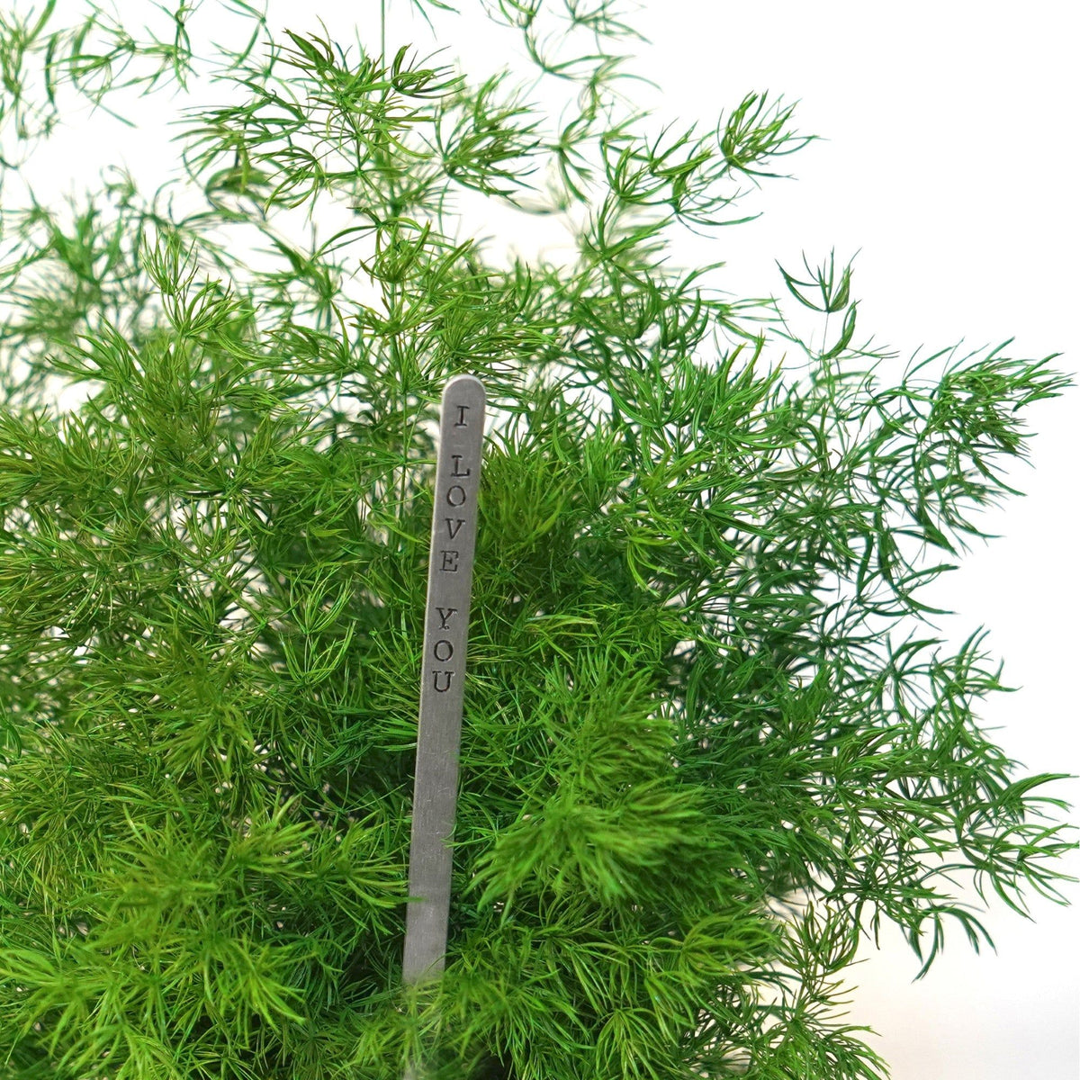 Fern Asparagus Kokedama – Moss Acres