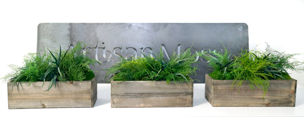 Branchy Bowl Mossed LG Forever Green Art Large Preserved Branchy Moss Bowl  Made In America [brachmossbowl] - $199.00 : Forever Green Art, Preserved  Plants for Home and Business