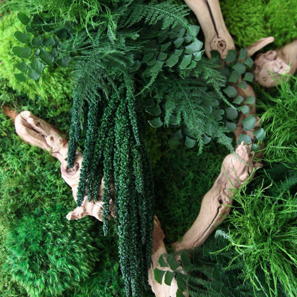 Moss Art with Curly Vine Branch 40in X 18in