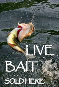 Squawker Insert- "LIVE BAIT Sold Here"