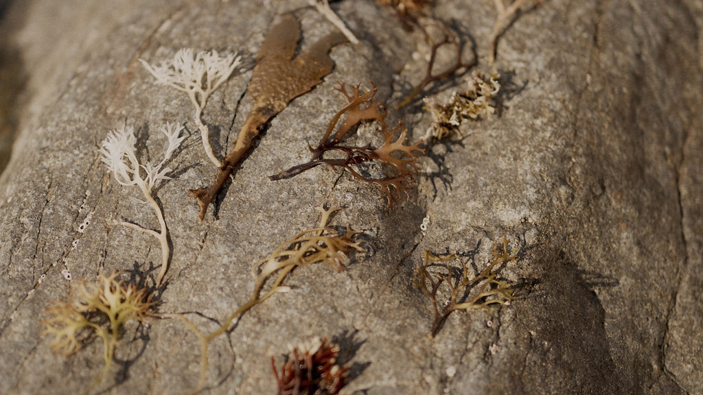 Emily Nixon Jewellery, Fancy Natural Diamonds seaweed Colour palette 