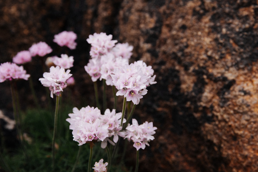 Sea thrift flowering in spring on Cornwall's south coast beach. 