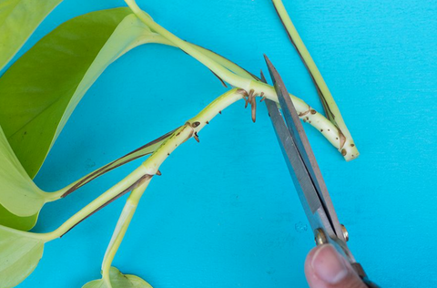 Trim your pathos plant with clean scissors 