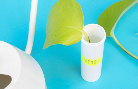 Place the plant in water in the Nuun tube