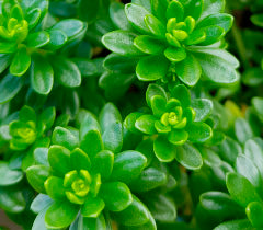 SEDUM LUTEOVIRIDE