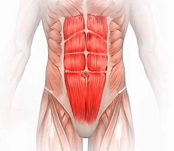 Anatomie Bauchmuskeln