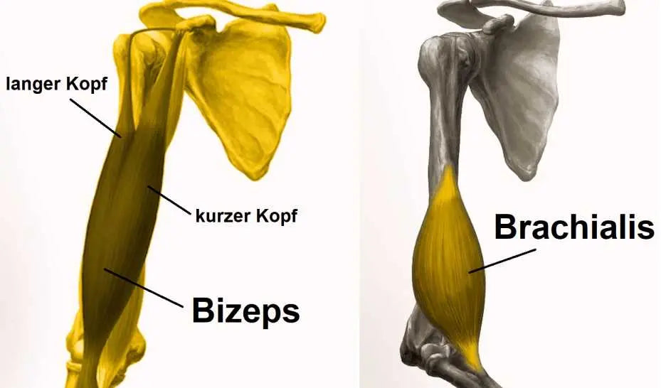 Anatomie Bizeps