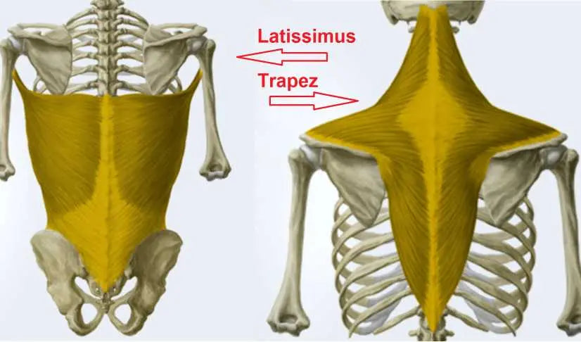 Anatomie und Funktion der Rückenmuskulatur