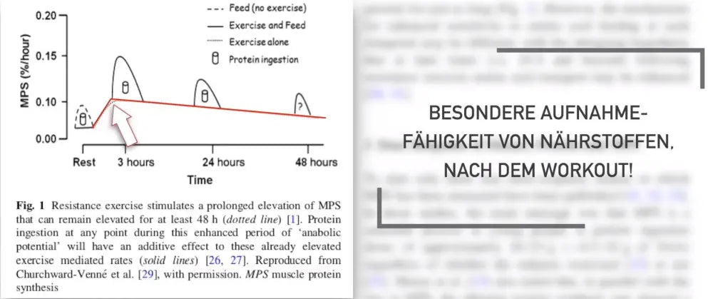 BODY IP Ernährung