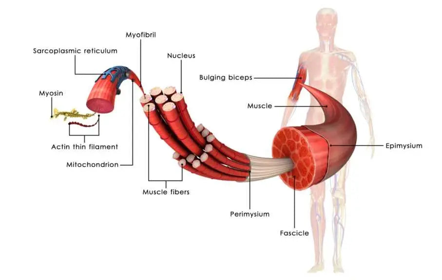 Muskelanatomie