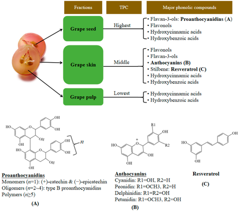 grape-skin-polyphenols