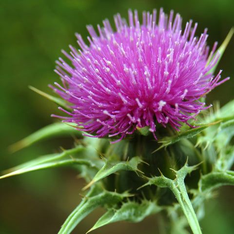 milk-thistle