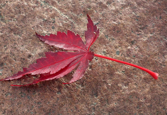 Japanese Maple Tree Specialists | Essence Of The Tree