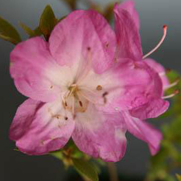 Azalea Gion Komachi - Essence of the tree