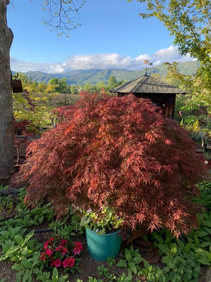 orangeola weeping japanese maple