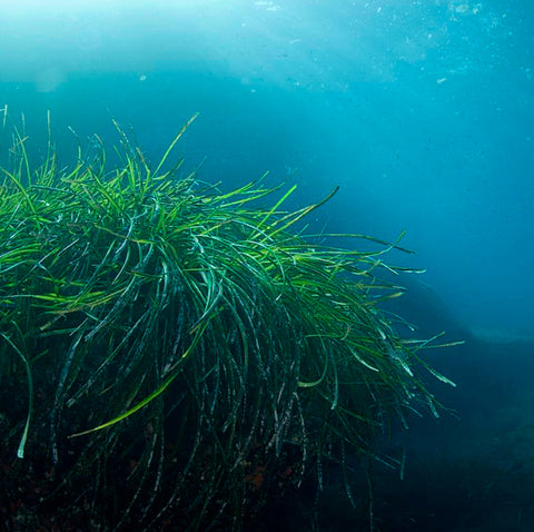algae history beauty
