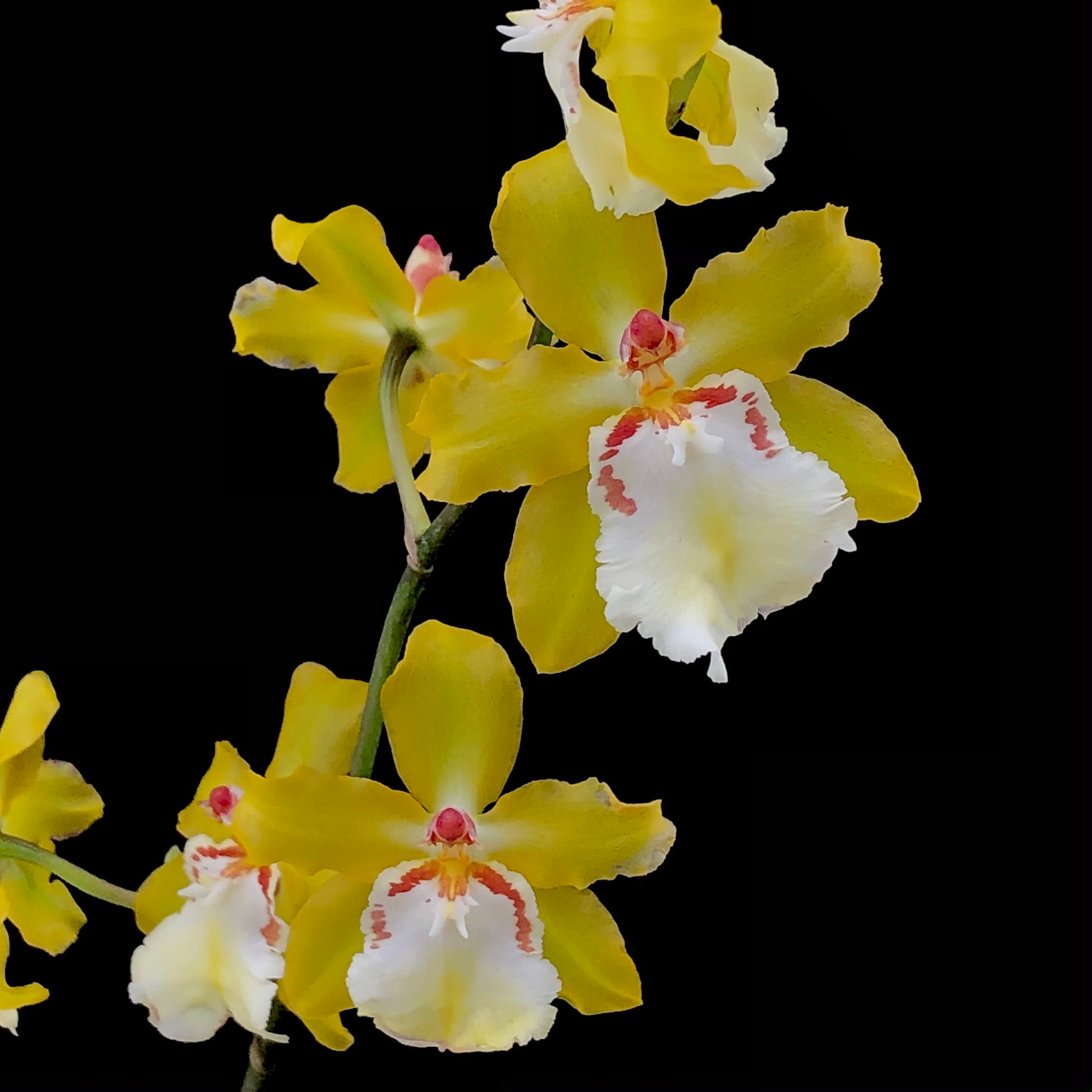 Oncidium Sunlight Hilo Honey Life With Orchids 