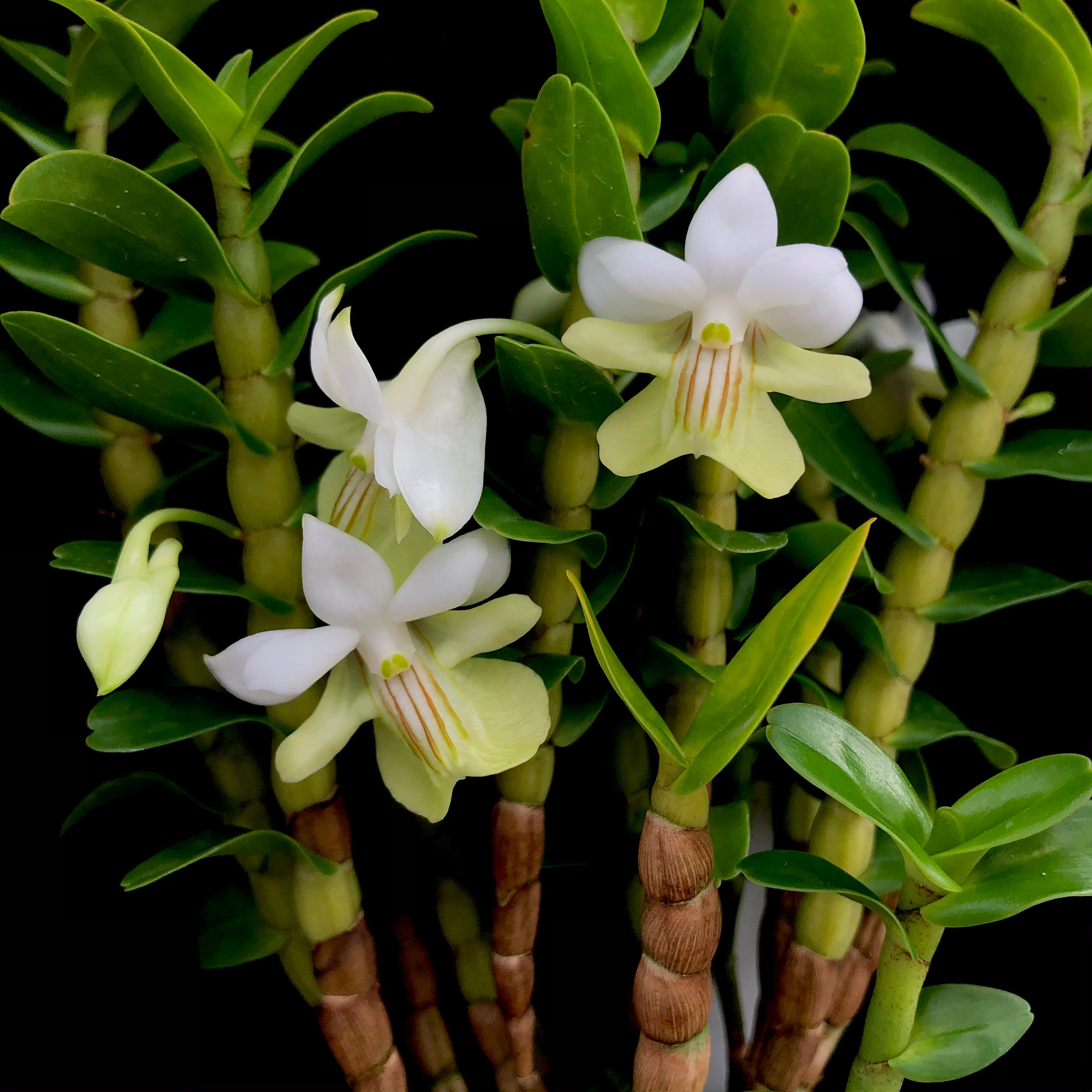 Dendrobium uniflorum – Life with Orchids