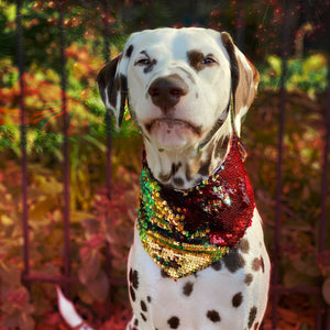 holiday dog bandanas