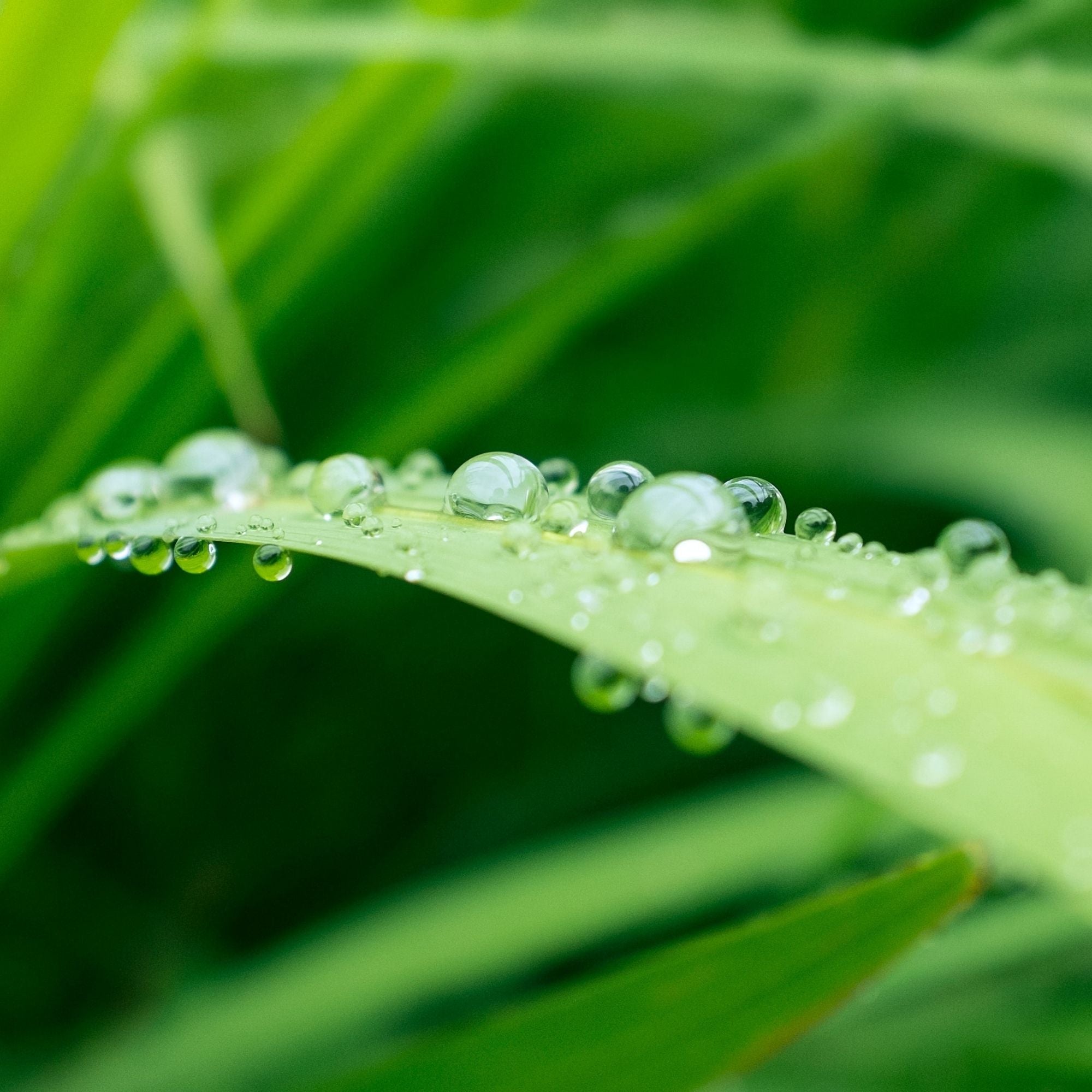 Bijou Vert