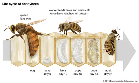 encyclopaedia britannica life cycle of a bee diagram 